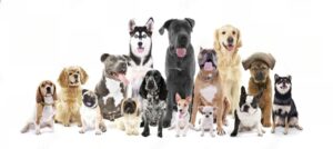 Pup-tastic Prep: Choosing the Right Dog Breed for Your Lifestyle