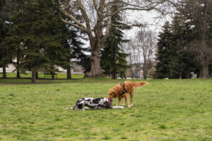 Why Socialization Matters for Your Pet's Wellbeing